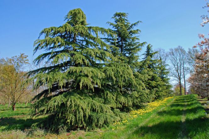 Cedrus Alle Arten & Sorten